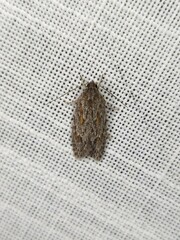 Acantholena siccella