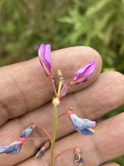 Desmodium uncinatum
