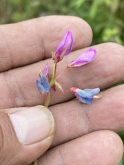 Desmodium uncinatum