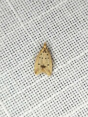 Atheropla decaspila