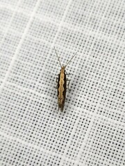 Plutella xylostella-australiana