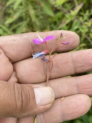 Desmodium uncinatum