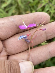 Desmodium uncinatum