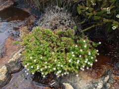 Sprengelia incarnata