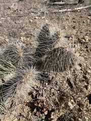 Opuntia polyacantha erinacea