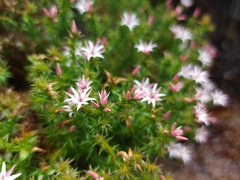 Sprengelia incarnata