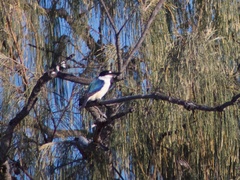 Todiramphus macleayii