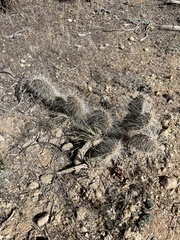 Opuntia polyacantha erinacea