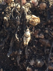 Cibolacris parviceps