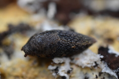 Prophysaon andersonii