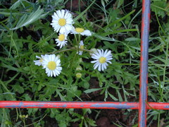 Brachyscome muelleri