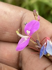 Desmodium uncinatum