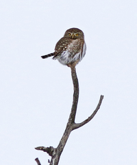 Glaucidium gnoma