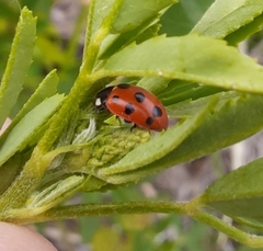 Coccinella undecimpunctata