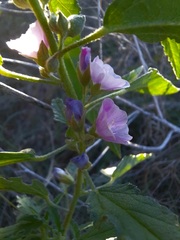 Sphaeralcea angustifolia