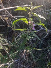 Sphaeralcea angustifolia