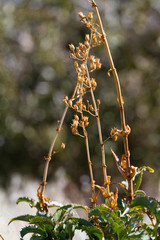 Penstemon spectabilis