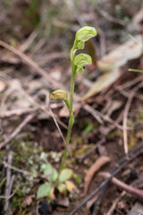 Pterostylis cycnocephala