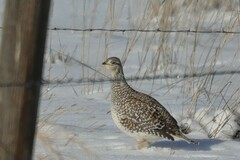 Tympanuchus phasianellus