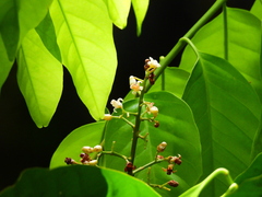 Dysoxylum alliaceum