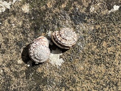 Marmorana serpentina
