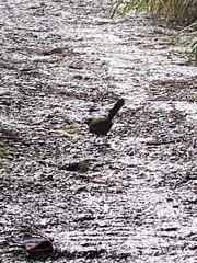 Trochalopteron morrisonianum