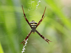 Argiope aetherea
