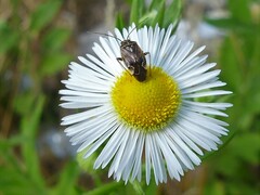 Erigeron philadelphicus
