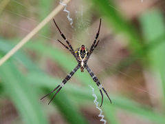 Argiope aetherea