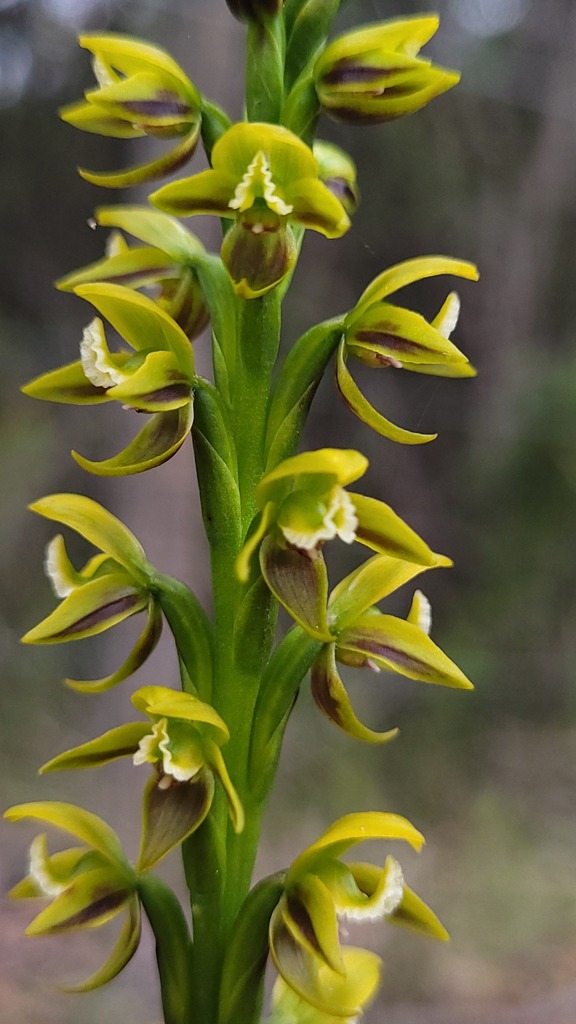 Prasophyllum flavum