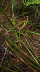 Drosera binata