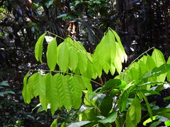 Dysoxylum alliaceum