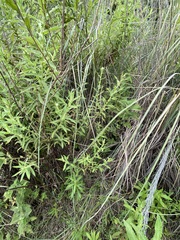 Pseudognaphalium chartaceum