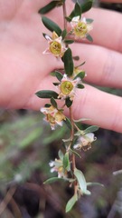 Leptospermum grandiflorum