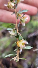 Leptospermum grandiflorum