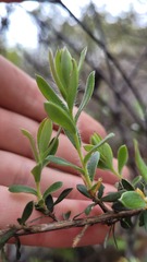 Leptospermum grandiflorum