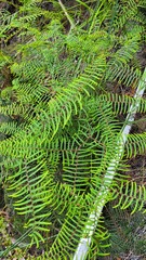 Gleichenia microphylla