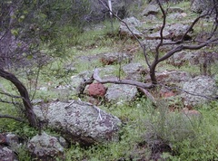 Brachyscome muelleri