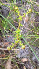 Gleichenia microphylla