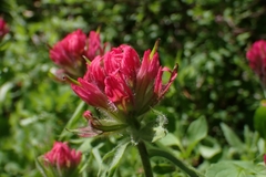 Castilleja parviflora oreopola