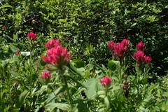 Castilleja parviflora oreopola