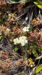 Anisotome aromatica