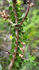 Melaleuca squarrosa
