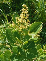 Searsia laevigata