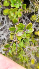 Gaultheria colensoi