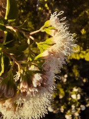 Ageratina havanensis
