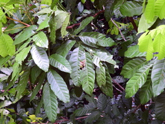 Dysoxylum alliaceum