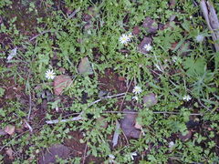 Brachyscome muelleri