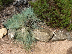 Thamnosma texana