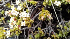 Pimelea microphylla